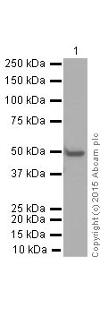 Western blot - Anti-Vimentin antibody [EPR3776] - Cytoskeleton Marker (AB92547)
