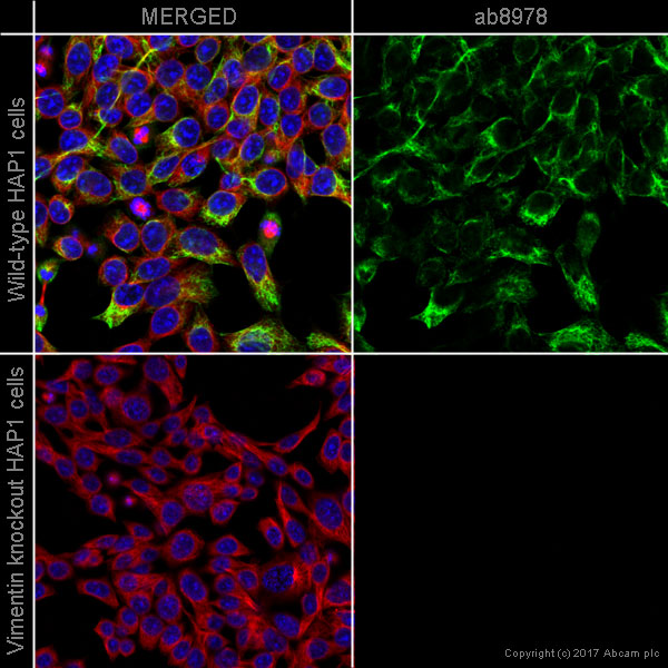 Immunocytochemistry/ Immunofluorescence - Anti-Vimentin antibody [RV202] - Cytoskeleton Marker (AB8978), expandable thumbnail