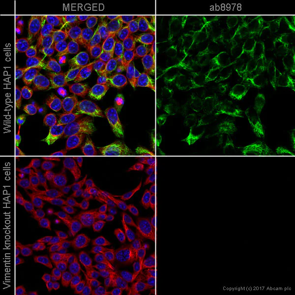 Immunocytochemistry/ Immunofluorescence - Anti-Vimentin antibody [RV202] - Cytoskeleton Marker (AB8978)