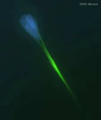 Immunocytochemistry/ Immunofluorescence - Anti-Vimentin antibody [RV202] - Cytoskeleton Marker (AB8978)