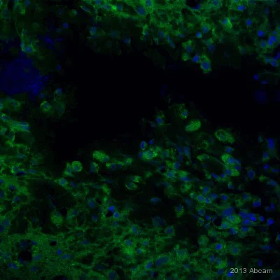 Immunocytochemistry/ Immunofluorescence - Anti-Vimentin antibody [RV202] - Cytoskeleton Marker (AB8978)