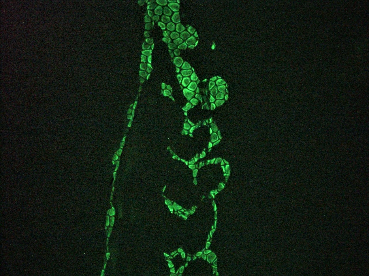 Immunohistochemistry (Frozen sections) - Anti-Vimentin antibody [RV202] - Cytoskeleton Marker (ab8978), expandable thumbnail