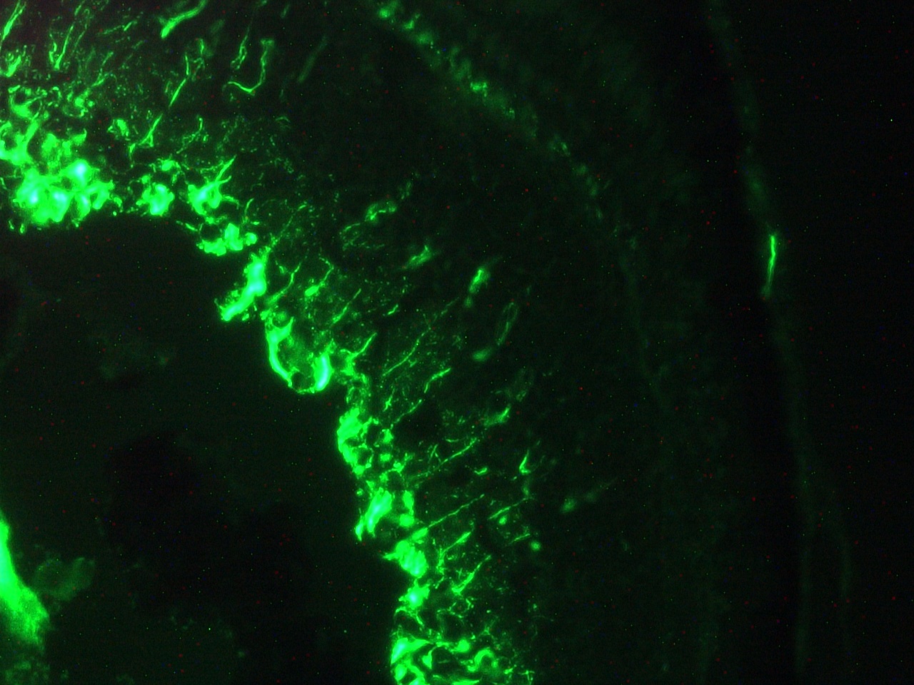 Immunohistochemistry (Frozen sections) - Anti-Vimentin antibody [RV202] - Cytoskeleton Marker (ab8978), expandable thumbnail