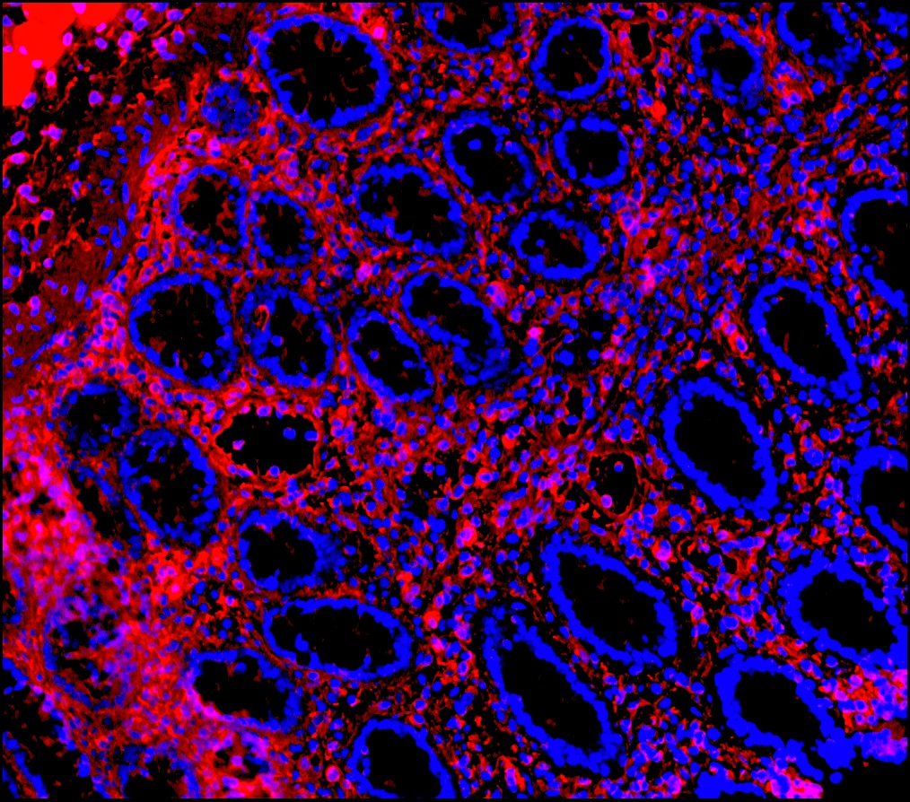 Immunohistochemistry (Frozen sections) - Anti-Vimentin antibody [RV202] - Cytoskeleton Marker (ab8978), expandable thumbnail