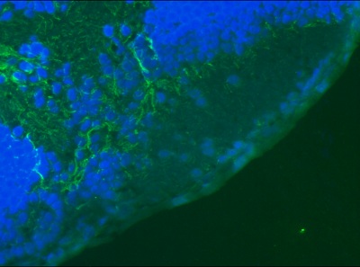 Immunohistochemistry (Frozen sections) - Anti-Vimentin antibody [RV202] - Cytoskeleton Marker (ab8978), expandable thumbnail