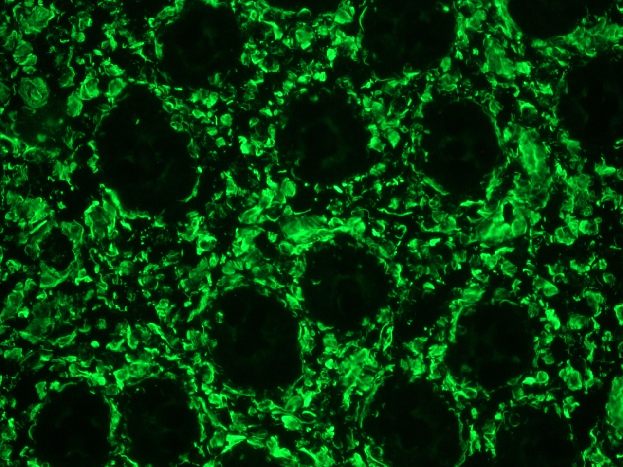 Immunohistochemistry (Frozen sections) - Anti-Vimentin antibody [RV202] - Cytoskeleton Marker (AB8978), expandable thumbnail