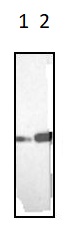 Western blot - Anti-Vimentin antibody [RV202] - Cytoskeleton Marker (AB8978), expandable thumbnail