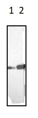 Western blot - Anti-Vimentin antibody [RV202] - Cytoskeleton Marker (AB8978)