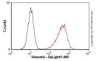 Flow Cytometry - Anti-Vimentin antibody [RV203] (AB8979)
