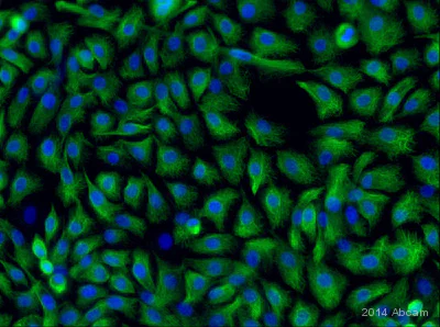 Immunocytochemistry/ Immunofluorescence - Anti-Vimentin antibody [SP20] - BSA and Azide free (AB325972)