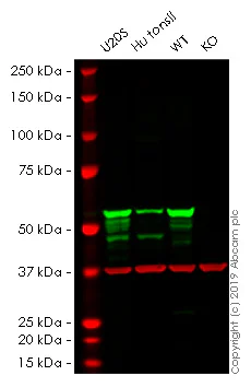 Western blot - Anti-Vimentin antibody [SP20] - BSA and Azide free (AB325972)