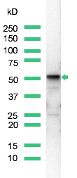 Western blot - Anti-Vimentin antibody [SP20], prediluted (AB27608), expandable thumbnail