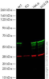 Western blot - Anti-Vimentin antibody [V9] - BSA and Azide free (AB223871)