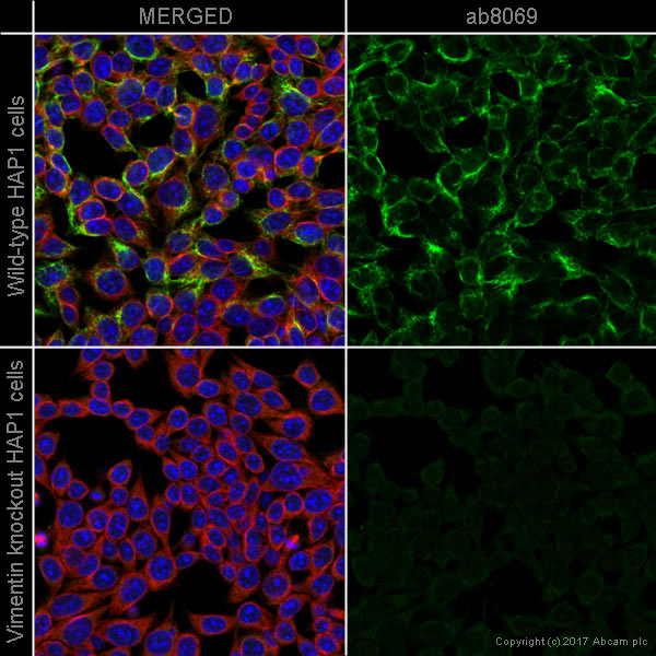 Immunocytochemistry/ Immunofluorescence - Anti-Vimentin antibody [V9] - Cytoskeleton Marker (ab8069), expandable thumbnail
