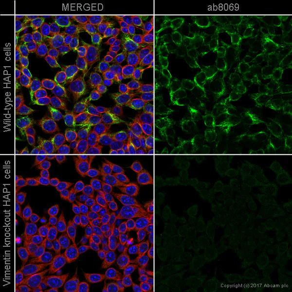 Immunocytochemistry/ Immunofluorescence - Anti-Vimentin antibody [V9] - Cytoskeleton Marker (AB8069)