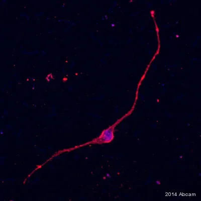 Immunocytochemistry/ Immunofluorescence - Anti-Vimentin antibody [V9] - Cytoskeleton Marker (AB8069)