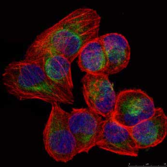 Immunocytochemistry/ Immunofluorescence - Anti-Vimentin antibody [V9] - Cytoskeleton Marker (AB8069), expandable thumbnail