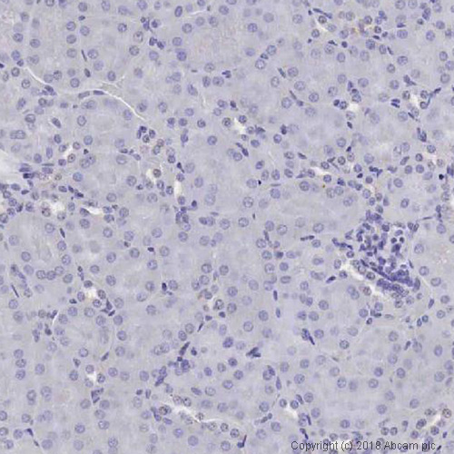 Immunohistochemistry (Formalin/PFA-fixed paraffin-embedded sections) - Anti-Vimentin antibody [V9] - Cytoskeleton Marker (ab8069), expandable thumbnail