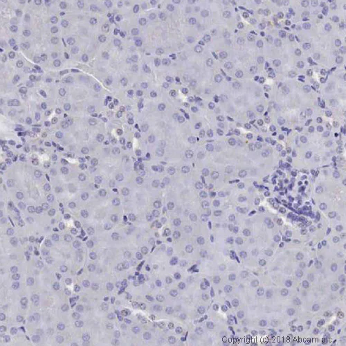Immunohistochemistry (Formalin/PFA-fixed paraffin-embedded sections) - Anti-Vimentin antibody [V9] - Cytoskeleton Marker (AB8069)