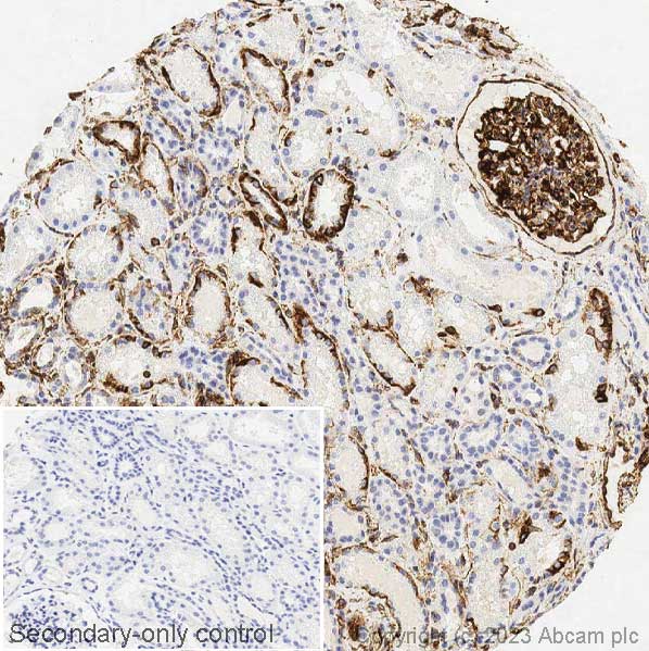 Immunohistochemistry (Formalin/PFA-fixed paraffin-embedded sections) - Anti-Vimentin antibody [V9] - Cytoskeleton Marker (ab8069), expandable thumbnail