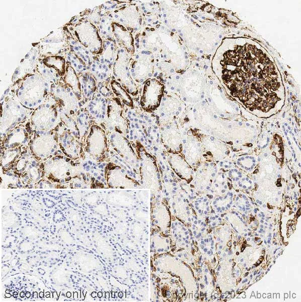 Immunohistochemistry (Formalin/PFA-fixed paraffin-embedded sections) - Anti-Vimentin antibody [V9] - Cytoskeleton Marker (AB8069)