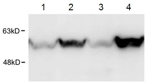 Western blot - Anti-Vimentin antibody [V9] - Cytoskeleton Marker (AB8069)