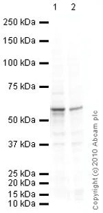 Western blot - Anti-Vimentin antibody [V9] - Cytoskeleton Marker (AB8069)