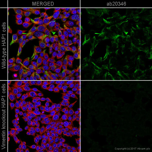 Immunocytochemistry - Anti-Vimentin antibody [VI-10] (AB20346)
