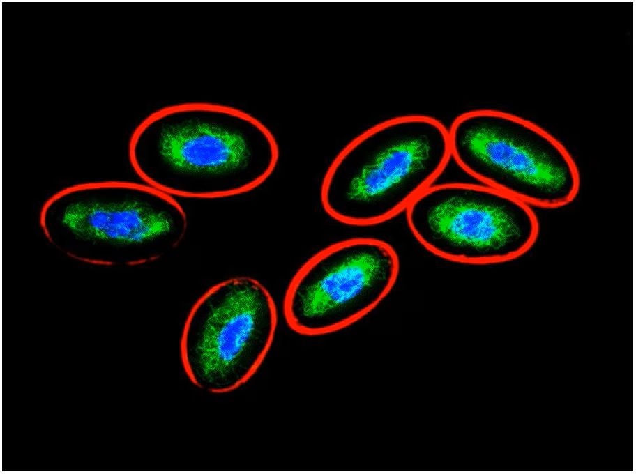 Immunocytochemistry/ Immunofluorescence - Anti-Vimentin antibody [VI-10] (ab20346), expandable thumbnail