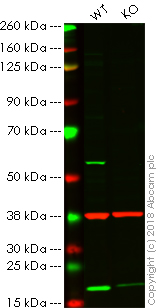 Western blot - Anti-Vimentin antibody [VI-10] (AB20346), expandable thumbnail