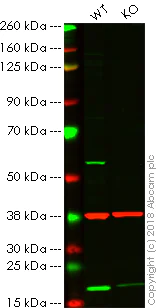 Western blot - Anti-Vimentin antibody [VI-10] (AB20346)