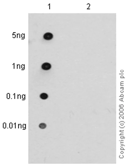 Dot Blot - Anti-Vimentin (phospho S39) antibody [EP1069Y] (AB52942)