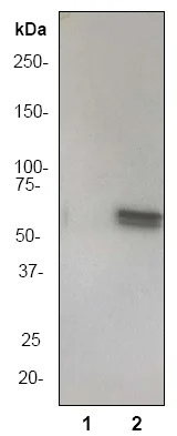 Western blot - Anti-Vimentin (phospho S39) antibody [EP1069Y] (AB52942)