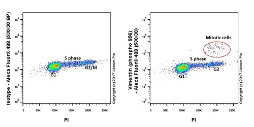 Flow Cytometry (Intracellular) - Anti-Vimentin (phospho S56) antibody [EPR21084] (AB217673)
