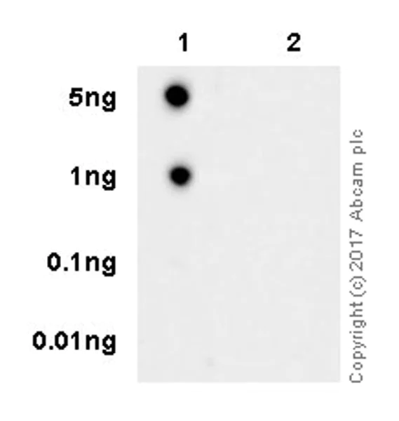 Dot Blot - Anti-Vimentin (phospho S56) antibody [EPR21084] - BSA and Azide free (AB228854)