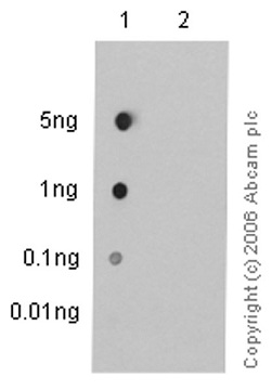 Dot Blot - Anti-Vimentin (phospho S73) antibody [EP1070Y] (AB52944), expandable thumbnail