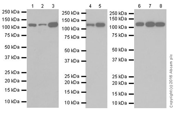 Western blot - Anti-Vinculin antibody [EPR19579] (AB207440), expandable thumbnail