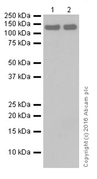 Western blot - Anti-Vinculin antibody [EPR19579] - BSA and Azide free (AB236031)