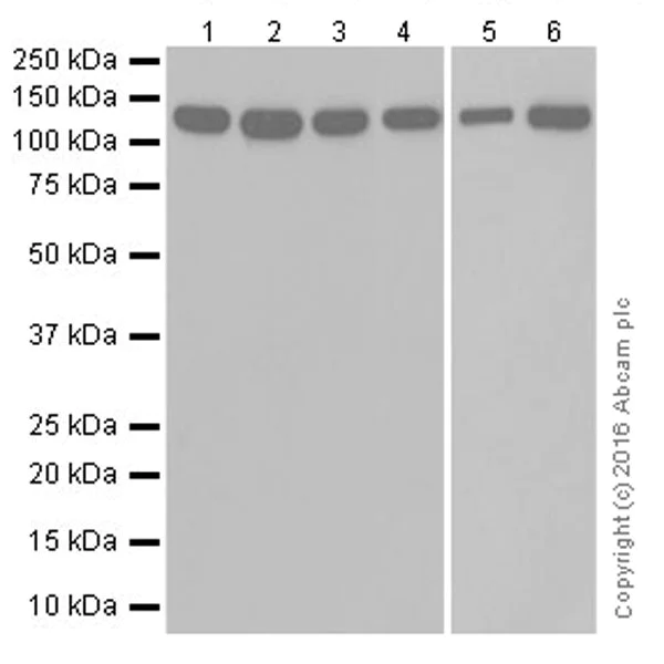 Western blot - Anti-Vinculin antibody [EPR19579] - Loading Control (AB207440)