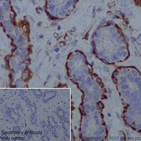 Immunohistochemistry (Formalin/PFA-fixed paraffin-embedded sections) - Anti-Vinculin antibody [EPR20407] - BSA and Azide free (AB240395), expandable thumbnail