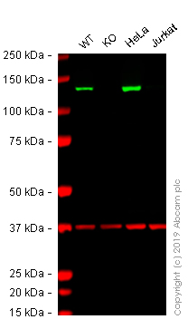 Western blot - Anti-Vinculin antibody [EPR20407] - BSA and Azide free (AB240395), expandable thumbnail