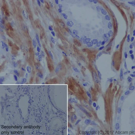 Immunohistochemistry (Formalin/PFA-fixed paraffin-embedded sections) - Anti-Vinculin antibody [EPR20407] - Loading Control (AB219649)
