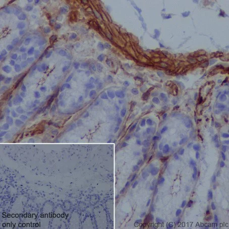Immunohistochemistry (Formalin/PFA-fixed paraffin-embedded sections) - Anti-Vinculin antibody [EPR20407] - Loading Control (AB219649)
