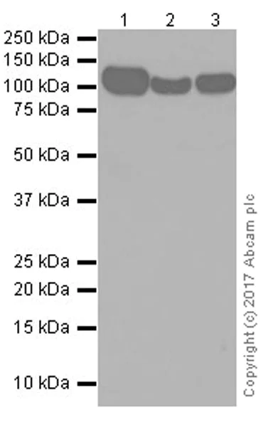 Western blot - Anti-Vinculin antibody [EPR20407] - Loading Control (AB219649)