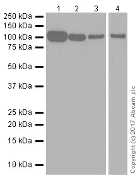 Western blot - Anti-Vinculin antibody [EPR20407] - Loading Control (AB219649)