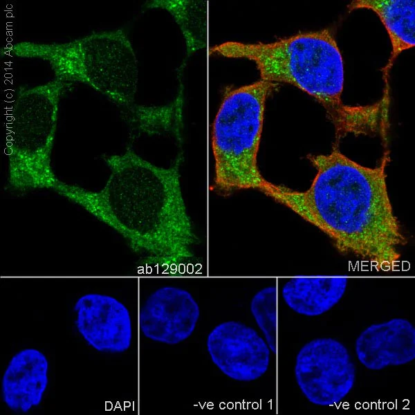 Immunocytochemistry/ Immunofluorescence - Anti-Vinculin antibody [EPR8185] - BSA and Azide free (AB217171)