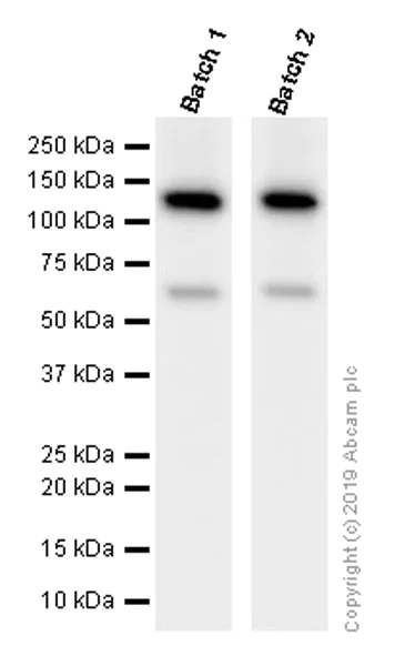 Western blot - Anti-Vinculin antibody [EPR8185] - BSA and Azide free (AB217171)