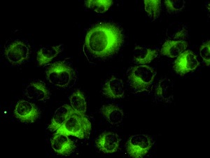 Immunocytochemistry/ Immunofluorescence - Anti-Vinculin antibody [EPR8185] - Loading Control (ab129002), expandable thumbnail