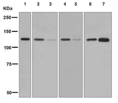 Western blot - Anti-Vinculin antibody [EPR8185] - Loading Control (ab129002), expandable thumbnail