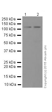 Western blot - Anti-Vinculin antibody [EPR8185] - Loading Control (ab129002), expandable thumbnail